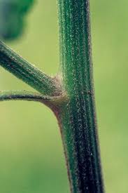 Image result for Vernonia cinerea