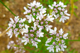 Image result for Coriandrum sativum