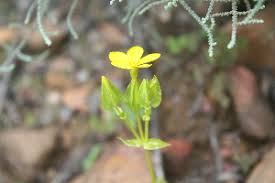 Image result for Sebaea