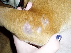 Image result for scabies dogs detail