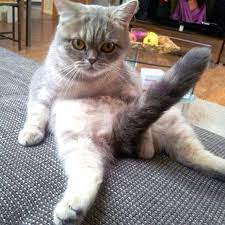 images?q=tbn:ANd9GcTPseU7XJPAip6I-g4cw6ofFxS-ZCRtJIO7wBIceCodZtT0Os3IYsvf8-2PjE1s4emDkAE&usqp=CAU