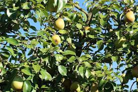 Cet arbre est non seulement penché mais en. Planter Un Poirier Gamm Vert