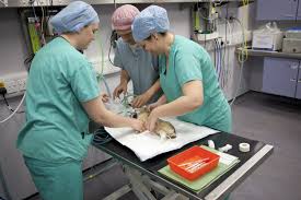 Pin On The Queen Mother Hospital For Animals