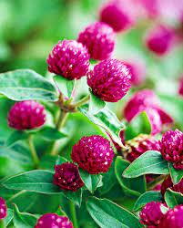 In fact, bachelor buttons have adorned european and american gardens for centuries. Bachelor S Button Better Homes Gardens