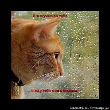 я скучаю по тебе и жду тебя моя малышка Kotomatrica A Ya Skuchayu Po Tebe I Zhdu Tebya Moya Malyshka