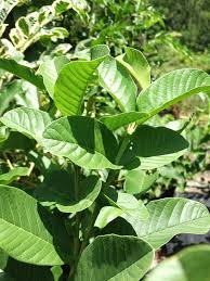 Image result for Psidium guajava