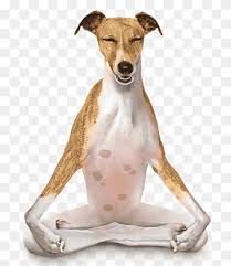 The figurine if made very realistically. Italian Greyhound Png Images Pngwing