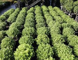 This tree has glossy green thin leaves that are crimped at the edges. Pittosporum Tenufolium Little Kiwi Awa Nursery