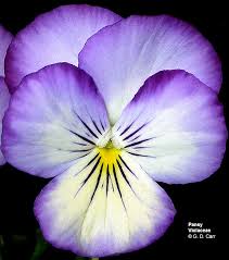 Image result for Violaceae