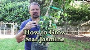 Star jasmine, also known as confederate jasmine, is hardy to usda zone 8. How To Grow Star Jasmine Confederate Jasmine With A Detailed Description Youtube