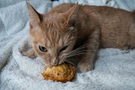 We did not find results for: How To Make A Birthday Cake For Your Cat