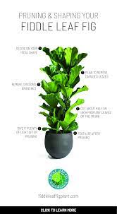 Pruning And Shaping Your Fiddle Leaf Fig In 2021 Fig Plant Fiddle Leaf Fig Tree Fiddle Leaf Fig