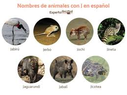 Nombres De Animales Con J En Espanol Y En Ingles