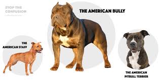 Different Types Of Pitbulls Apbt American Bully Bulldogs