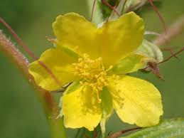 Image result for Corchorus pseudocapsularis