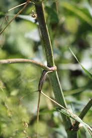 Image result for Physotrichia atropurpurea