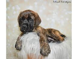 Join millions of people using oodle to find puppies for adoption, dog and puppy listings, and other pets adoption. English Mastiff Puppies Petland Fort Myers Florida
