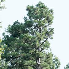 Image result for Pinus