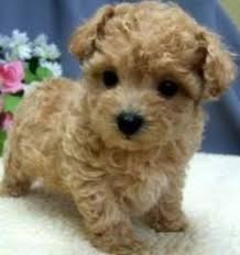 We did not find results for: Pin By Constance Kidd On Dog Lover For Sure Cute Animals Cute Creatures Puppies