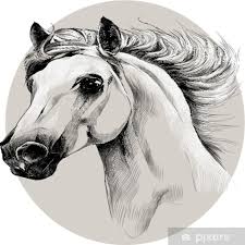 Horse Head Profile Sketch Vector Chart With The Grey Oval Circle Sticker Pixerstick