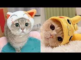 Instagram Compilation Cute And Funny Cats And Dogs Pets Globe Videos Youtube Cute Cats And Dogs Funny Cats And Dogs Cute Cat Gif