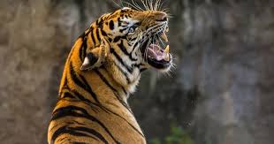 Thanh niên thoát chết may mắn khi bị hổ tấn công | Báo Dân trí