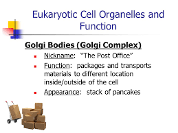It takes in products from the rough endoplasmic reticulum (rer) in what is called 'bulk flow' (the equivalent of a bulk delivery to the supermarket). What Is Golgi Bodies Nickname