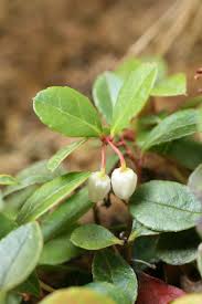 Image result for Galenia procumbens