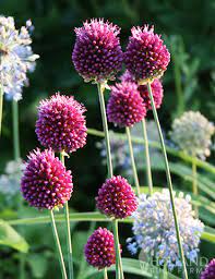 Drumstick Allium Allium Flowers Rose Flower Pictures Fall Bulbs