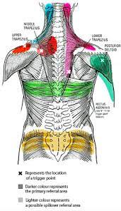 Using muscle strength to apply pressure in massage therapy quickly tires the therapist, particularly. Knots Trigger Points Trevor Chisman