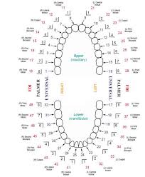 specific tooth number chart usa pediatric tooth chart