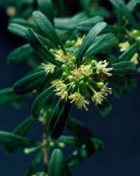 Image result for Picrodendraceae