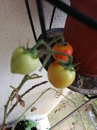 Apabila anak pokok tomato berusia 12 hari dimana daun sebenar sudah keluar, pindahkan anak pokok tomato dari bekas semaian ke pasu atau kontena yang lebih besar sedikit. Pokok Tomato Dah Berbuah Farhana Jafri