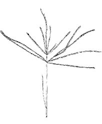 Image result for Cynodon aethiopicus