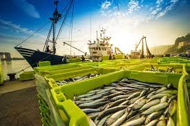 Educational program_8D08401 Fish Industry and Industrial Fishery