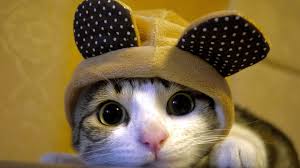 Check spelling or type a new query. Cute Cat Wallpapers Hd Desktop And Mobile Backgrounds
