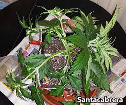 Relapse prevention attempts to group the factors that contribute to relapse into two broad categories: Cannabis Low Stress Training Lst Tutorial Grow Weed Easy