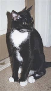 Owner of 4, lived with cats since i was born. American Polydactyl Cat Breed Information And Pictures