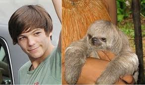 One Direction Animal Doppelgangers One Direction Animals Sloth