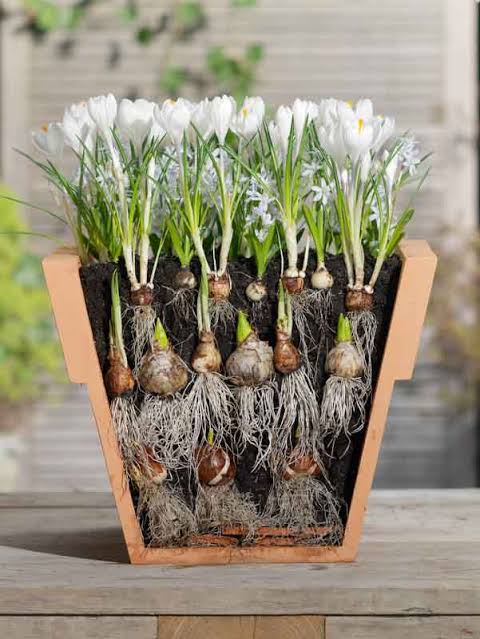 Lasagne Planting Method