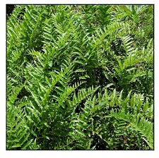 Image result for Ampelopteris