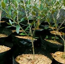 Check spelling or type a new query. Jual Bibit Tanaman Zaitun Spanyol Pohon Zaitun Buah Zaitun Di Lapak Jihan Garden Bukalapak