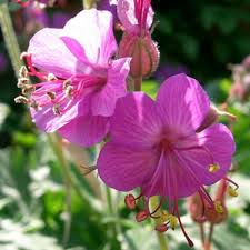 Image result for Geranium aculeolatum
