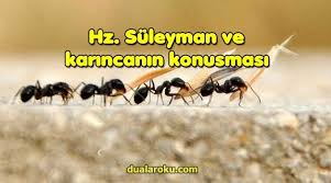 Hz Suleyman Ve Karincanin Konusmasi Dualar Suleyman Kar