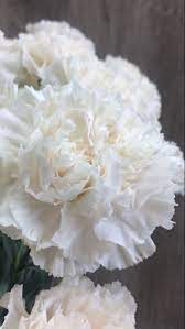 This is the official copyrighted photo of online flower search llc and may not be copied, downloaded or otherwise reproduced without written approval from online flower search. White Carnation Flower Carnation Flower Flowers For Sale White Flower Arrangements