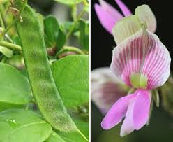 Image result for Galactia striata