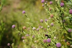 Image result for Merwilla lazulina