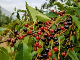 Image result for Prunus serotina