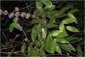 Image result for Memecylon