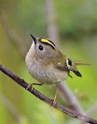 Black Bird With Yellow Stripe On Wing Tiny Goldcrest With A Beautiful Yellow Stripe Niedliche Vogel Exotische Vogel Vogel Fotos